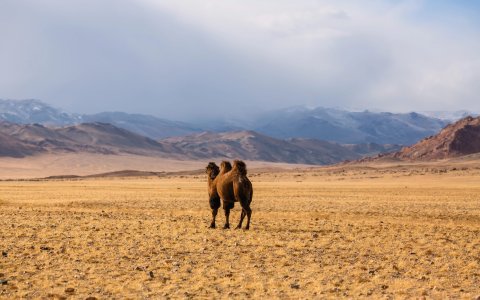 Mongolia - wycieczka, wyprawa objazdowa,  pustynia Gobi.jpg
